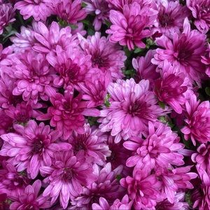 Meet your Posher, Karina